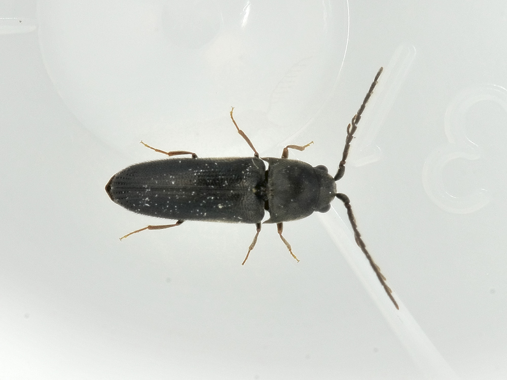 Microrhagus lepidus (cf.)  - Eucnemidae